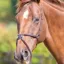 Velociti GARA Mexican Noseband - Havana