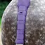 Shires Padded Tail Guard - Purple