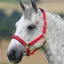 Shires Topaz Headcollar - Red