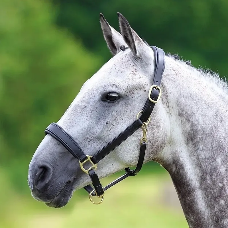 Velociti GARA Leather Travel Headcollar - Black