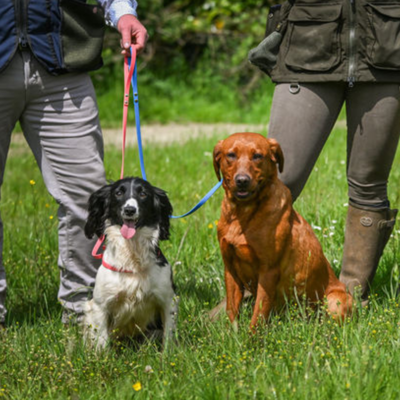 Sporting Saint Biothane Slip Lead - Electric Blue-1