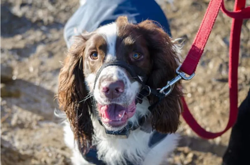 Halti Headcollar - Black-1