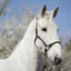 Cameo Anatomic Rose Gold Headcollar - Brown