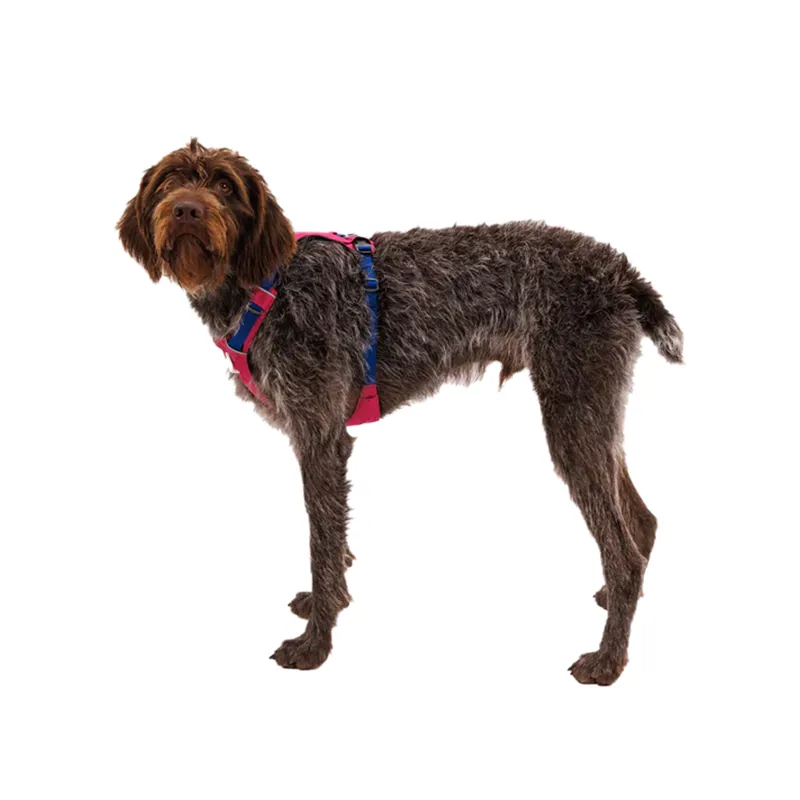 Ruffwear Hi and Light Harness  - Alpenglow Pink-4